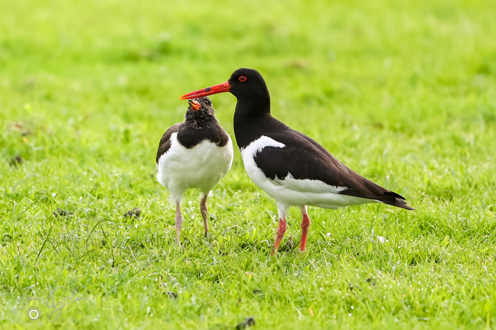 1DX46570 08 juni 2022 2103 44